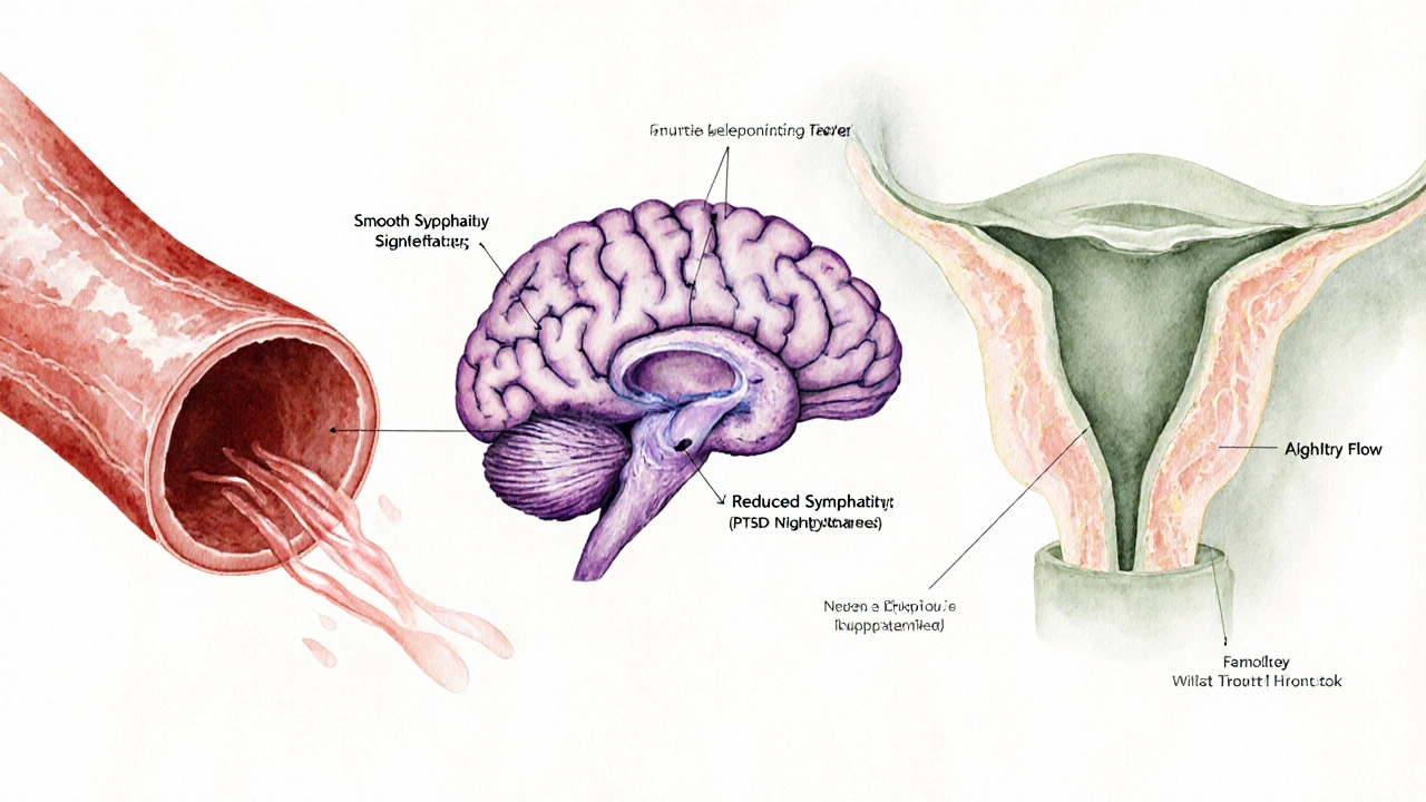Watercolor illustration of artery, brain, and prostate showing alpha‑1 blocker effects.